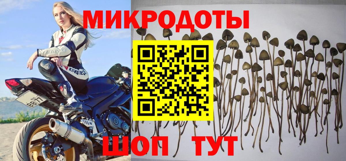 Галлюциногенные грибы Psilocybine cubensis  Вход с VPN  Малгобек 